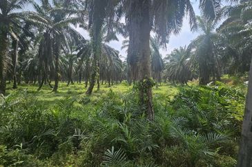 Tanah Pertaniah untuk Dijual 📍 Lubok Cina, Mukim Rembau/ Sempadan Melaka