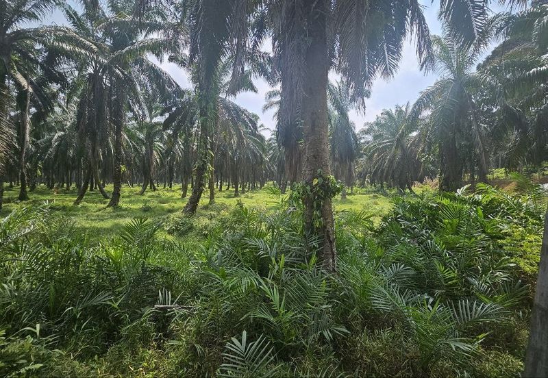 Tanah Pertaniah untuk Dijual 📍 Lubok Cina, Mukim Rembau/ Sempadan Melaka