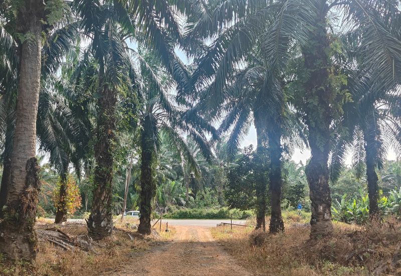 Agriculture Land for Sale at Mersing to Jemaluang main road side