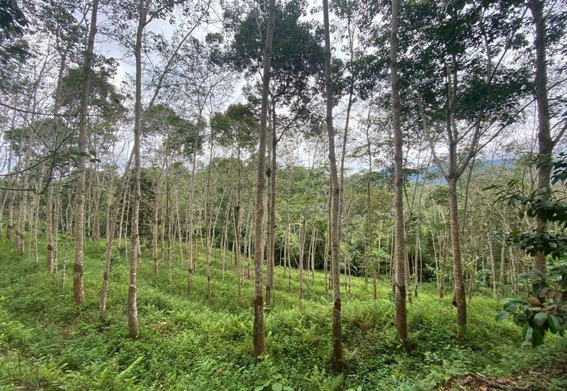[TEPI JALAN UTAMA| KEBUN BERSIH| INFRA READY] Tanah Pertanian 2 Ekar Johol Kuala Pilah Negeri Sembilan
