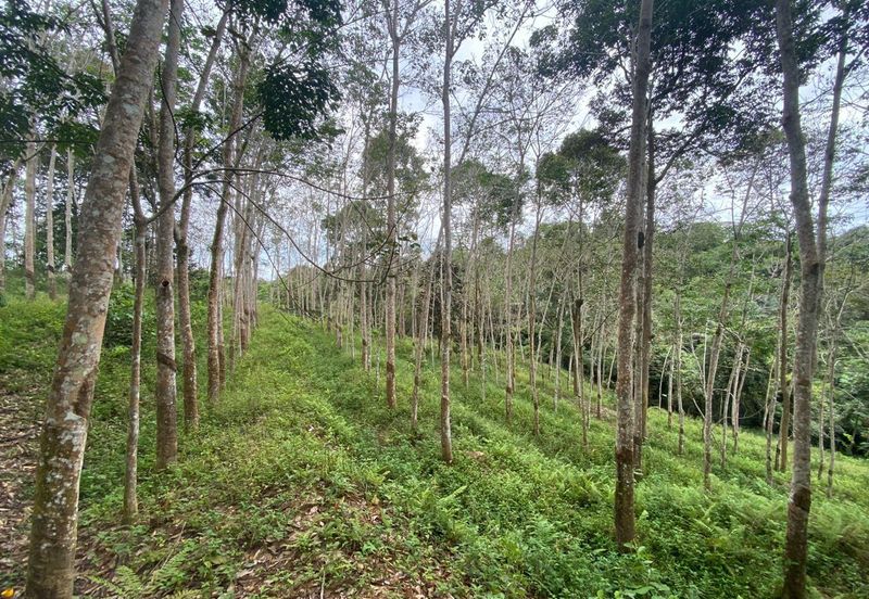 [TEPI JALAN UTAMA| KEBUN BERSIH| INFRA READY] Tanah Pertanian 2 Ekar Johol Kuala Pilah Negeri Sembilan