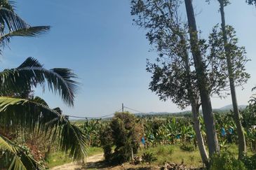 300 Acres Durian For Looking outright sales & Joint venture !!!