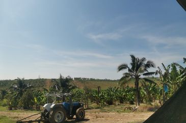 300 Acres Durian For Looking outright sales & Joint venture !!!