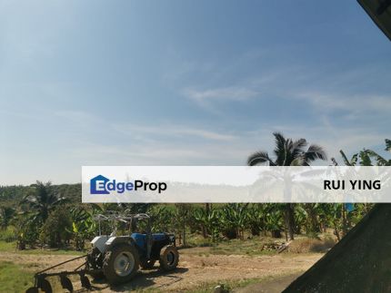 300 Acres Durian For Looking outright sales & Joint venture !!!, Pahang, Lanchang