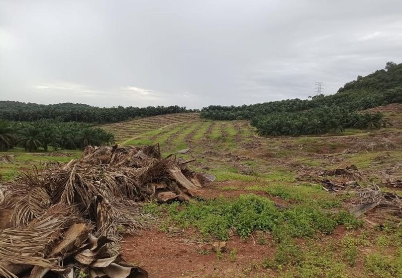 Kebun Bahru Jementah Oil Palm Land 