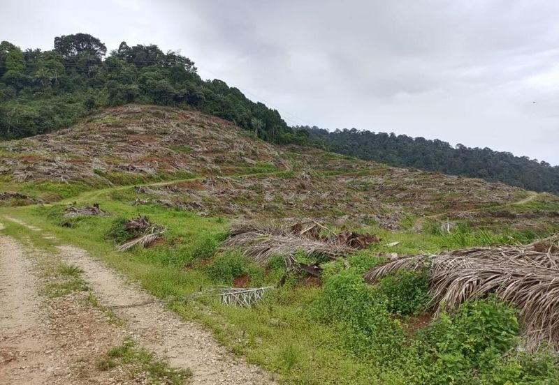 Kebun Bahru Jementah Oil Palm Land 