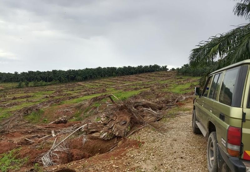 Kebun Bahru Jementah Oil Palm Land 
