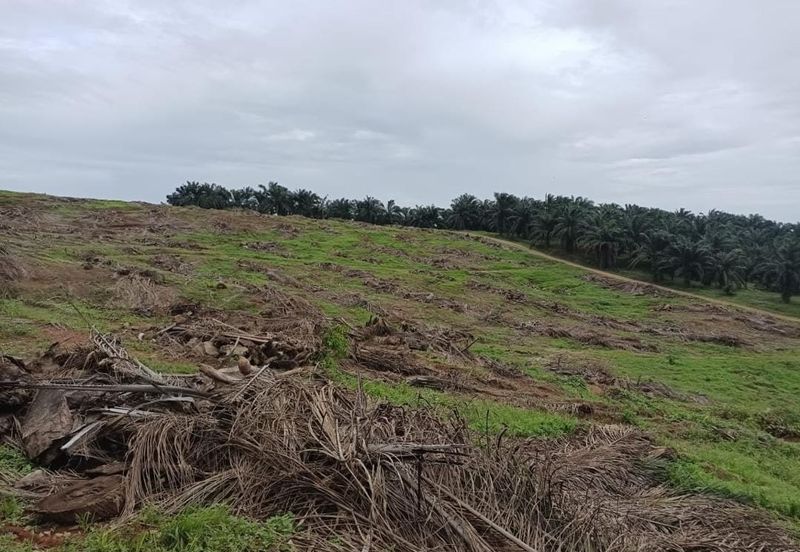 Kebun Bahru Jementah Oil Palm Land 