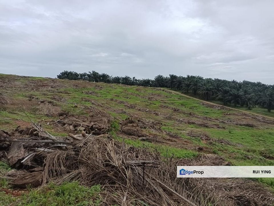 Kebun Bahru Jementah Oil Palm Land , Johor, Segamat
