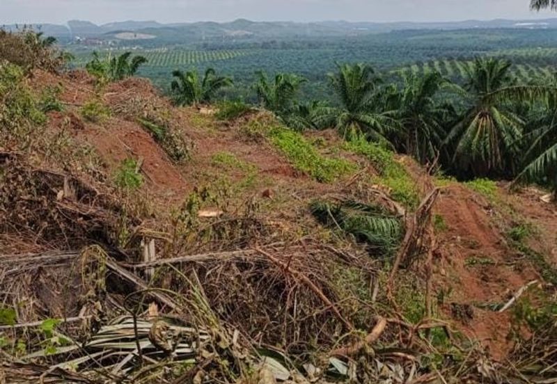 Kebun Bahru Jementah Oil Palm Land 