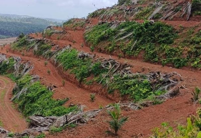 Kebun Bahru Jementah Oil Palm Land 