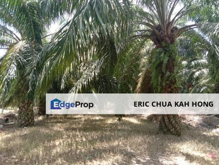 2.95 acres Palm oil Land at Sungai Siput, Perak, Perak, Kuala Kangsar