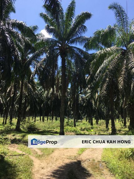 6.5 acres first lot Palm oil land at Sungai Siput, Perak, Perak, Kuala Kangsar