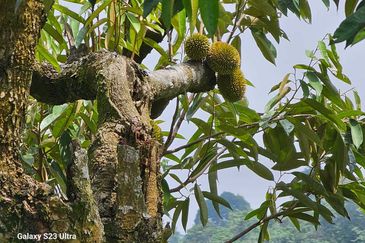 Durian Orchard