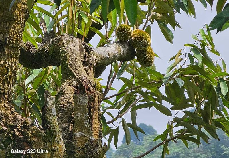 Durian Orchard