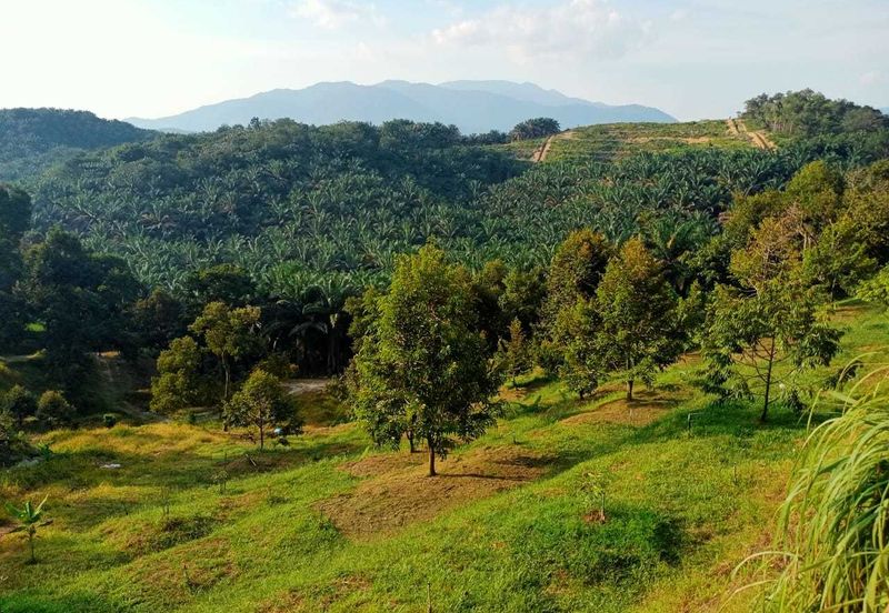 Durian Orchard