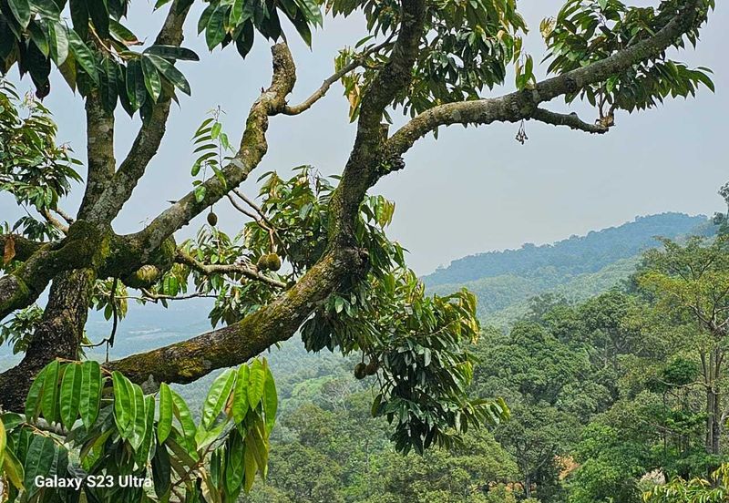 Durian Orchard