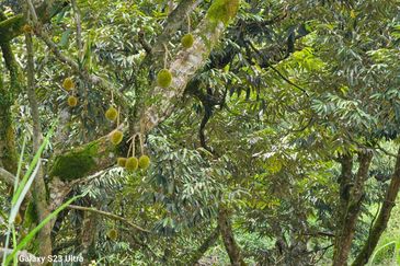 Durian Orchard