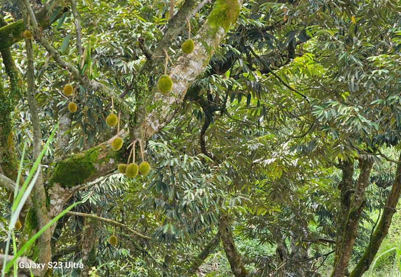 Durian Orchard