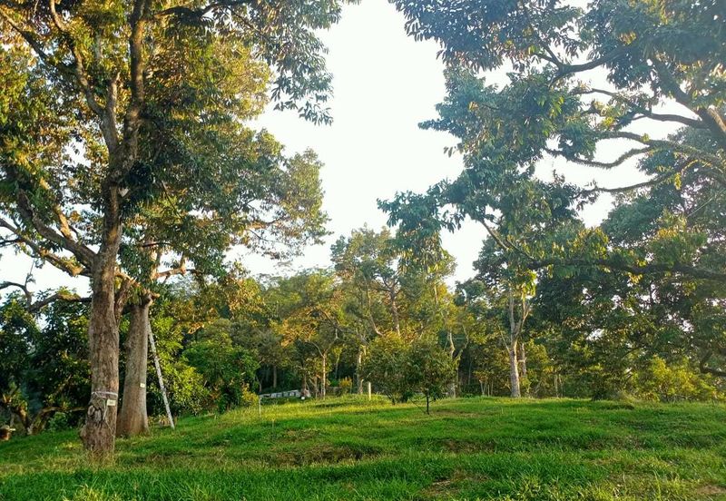 Durian Orchard