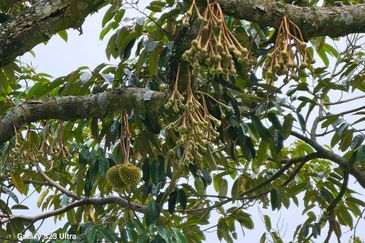 Durian Orchard