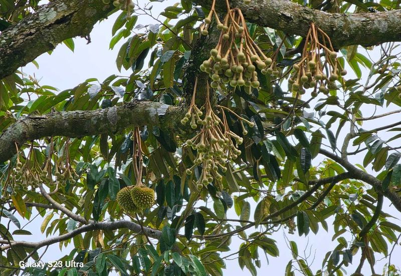 Durian Orchard