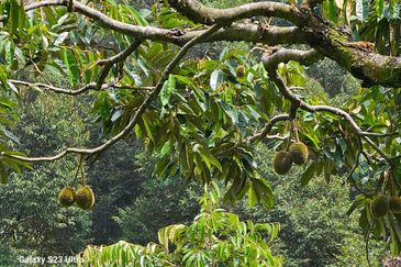 Durian Orchard