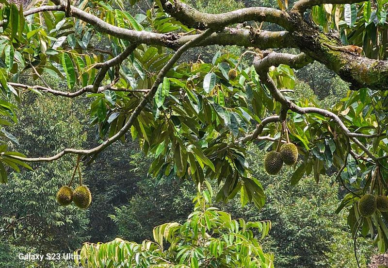 Durian Orchard