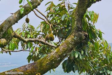 Durian Orchard