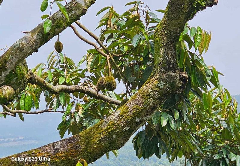 Durian Orchard