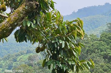 Durian Orchard