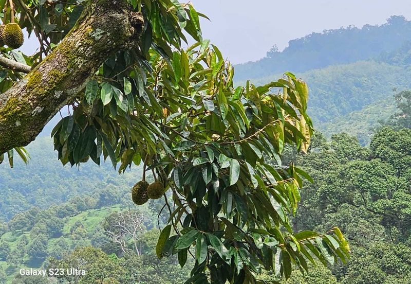 Durian Orchard