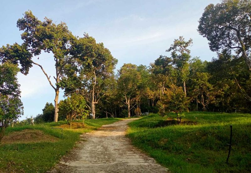 Durian Orchard