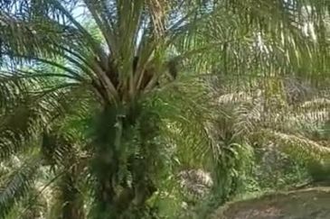 20.5 acres Palm oil land at Sungkai, Perak