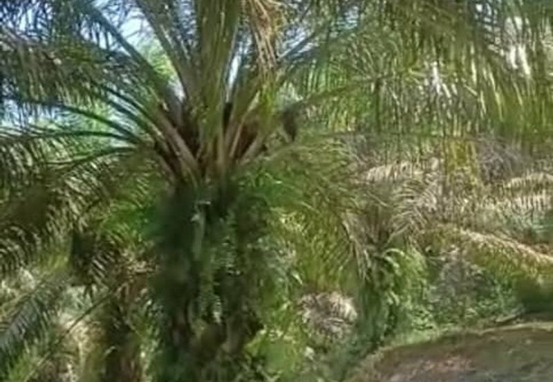 20.5 acres Palm oil land at Sungkai, Perak