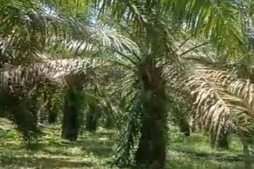 20.5 acres Palm oil land at Sungkai, Perak
