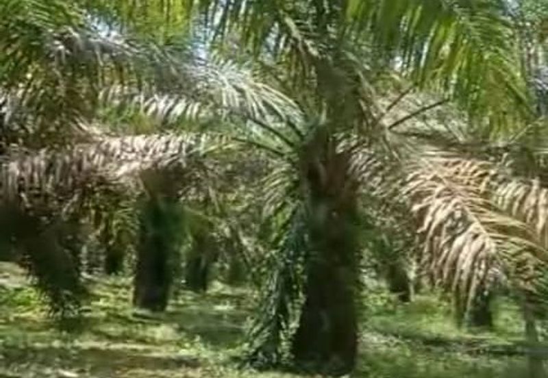 20.5 acres Palm oil land at Sungkai, Perak