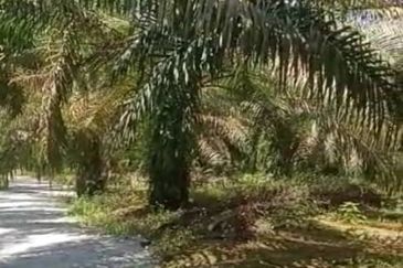 20.5 acres Palm oil land at Sungkai, Perak