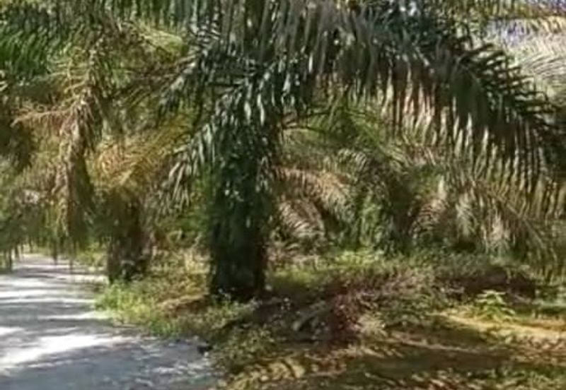 20.5 acres Palm oil land at Sungkai, Perak