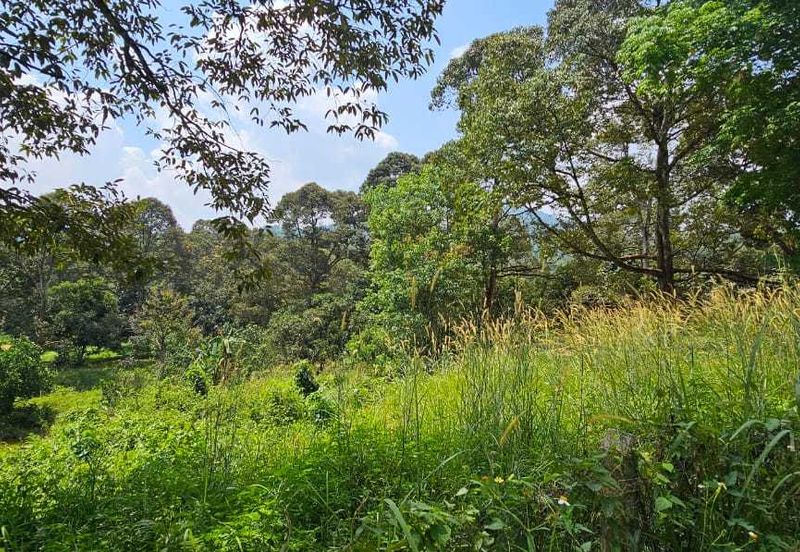 2.046 acres Durian Orchard at Simpang Pulai, Perak