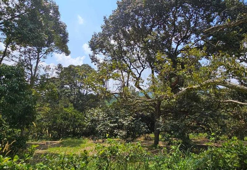 2.046 acres Durian Orchard at Simpang Pulai, Perak