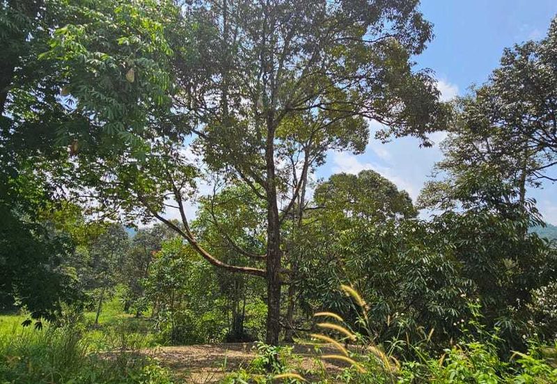 2.046 acres Durian Orchard at Simpang Pulai, Perak