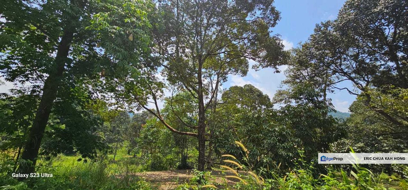 2.046 acres Durian Orchard at Simpang Pulai, Perak, Perak, Ipoh
