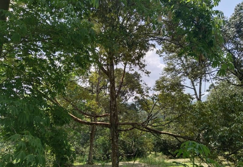 2.046 acres Durian Orchard at Simpang Pulai, Perak