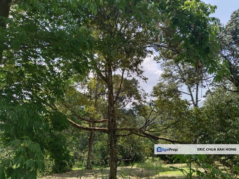 2.046 acres Durian Orchard at Simpang Pulai, Perak, Perak, Ipoh