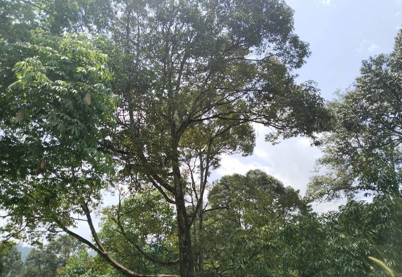 2.046 acres Durian Orchard at Simpang Pulai, Perak