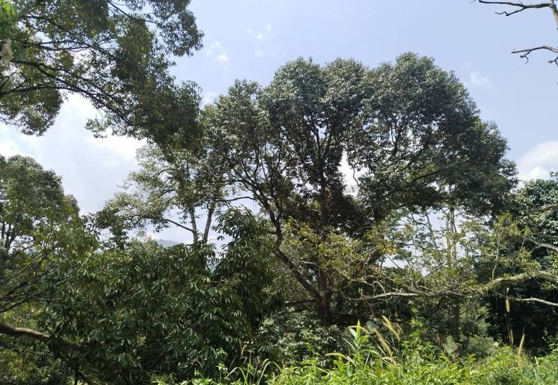 2.046 acres Durian Orchard at Simpang Pulai, Perak