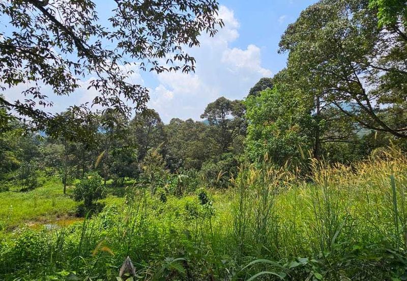 2.046 acres Durian Orchard at Simpang Pulai, Perak
