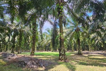 5.200086 acres Palm oil land at Chenderiang, Tapah Perak