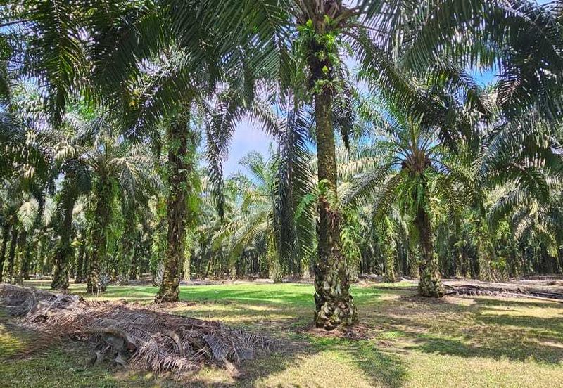 5.200086 acres Palm oil land at Chenderiang, Tapah Perak